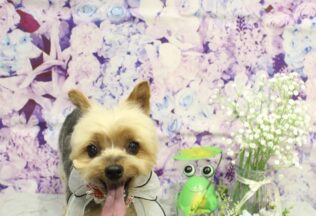 チワワ・パピプー・ヨークシャーテリアのシャンプーカット