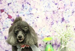 チワプー・プードル・チワパピのシャンプーカット