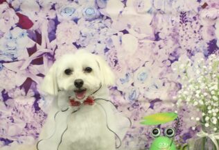 プードル・マルプーのシャンプーカット