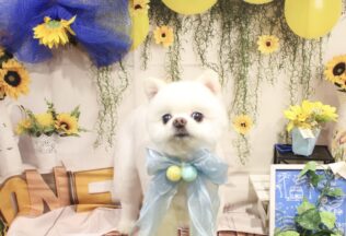 ポメラニアンのシャンプーカット