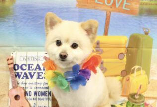 ポメラニアン・チワワ・シュナプーのシャンプーカット