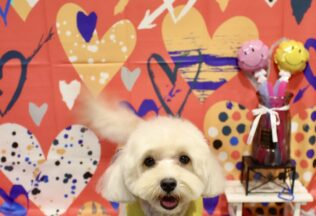 プードル・マルプー・キャバリア・チワパピのシャンプーカット