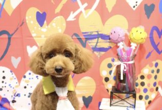 プードル・パピヨンのシャンプーカット