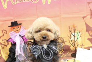 プードル・パピプーのシャンプーカット