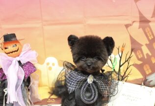 ポメプー・プードル・ペキニーズのシャンプーカット