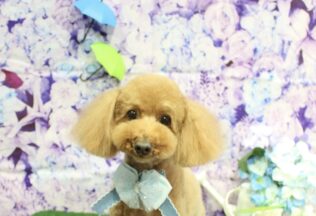 プードル・チワワのシャンプーカット