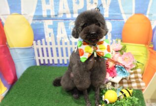 パピヨン・ダックス・プードルのシャンプーカット