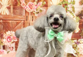 ポメラニアン・チワワ・プードルのシャンプーカット