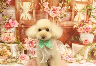 パピヨン・プードルのシャンプーカット